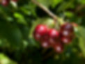 Hansen_2013_Cherry022.jpg