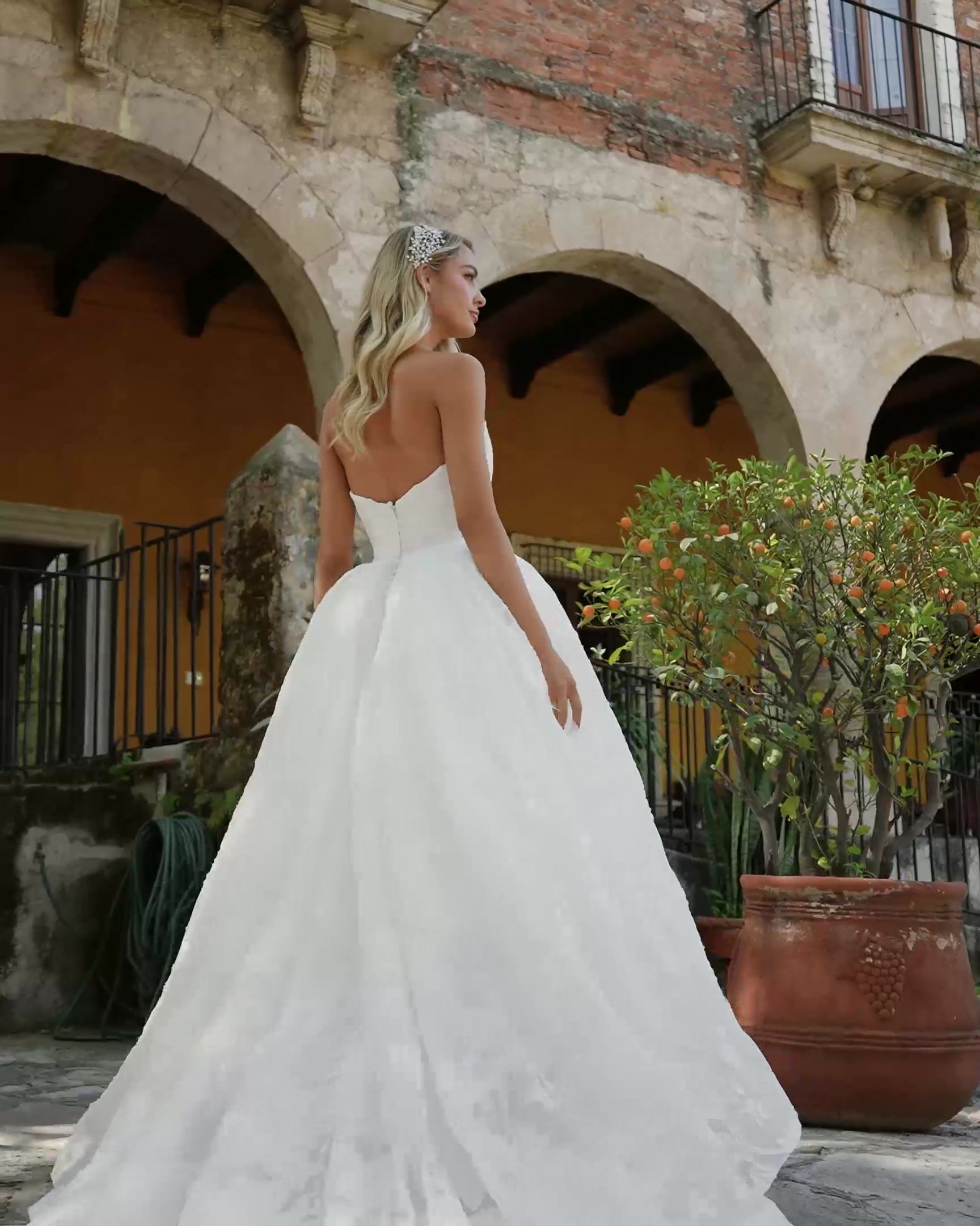 Calla Blanche Ruta 124239