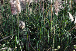 'Willows'