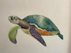 'Turtle' 2018 (Sri Lanka)