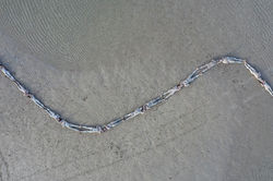 Human Harmony Strand, Key Biscayne, FL