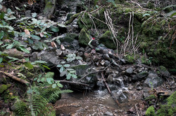 'Forest Creek'