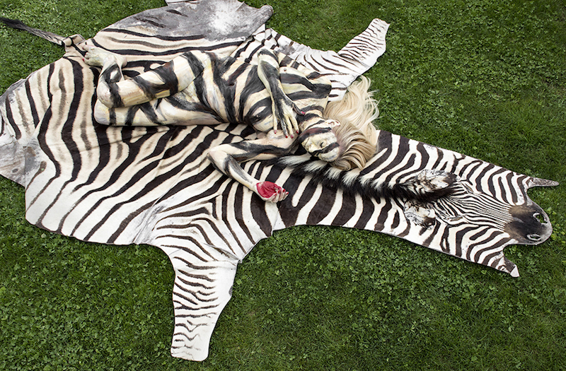 'Zebra Hide'