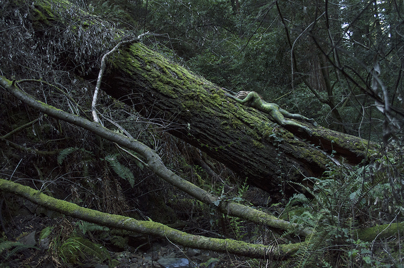 'Redwood Forest'