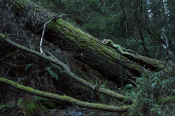 'Redwood Forest'