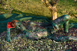 'Olive Harvest'