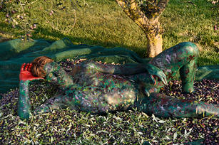 Olive.Harvest.3.72dpi.jpeg