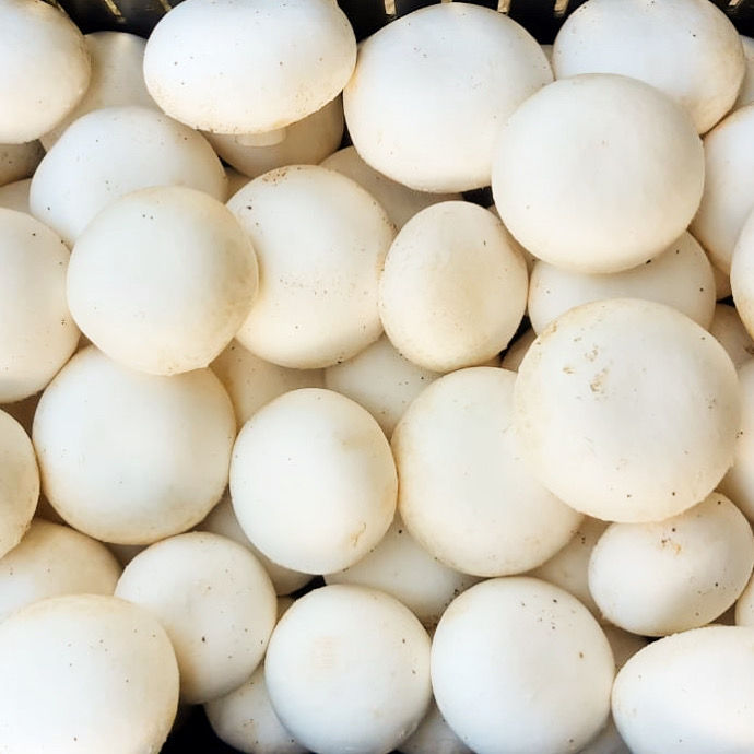 Cogumelo Paris fresco