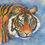 Thumbnail: Eye of the Tiger SOLD