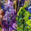 Thumbnail: Harvest Moon