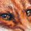 Thumbnail: Red Fox Study - Limited Edition 