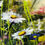 Thumbnail: Wildflowers and Bees SOLD