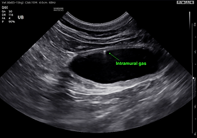 Mobile Veterinary Ultrasound Case Study 1