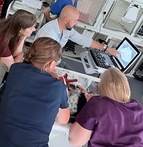 Stefano Ludovici Founder VAIS Mobile Ultrasound Presenting CPD