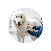 Large dog having thoracic ultrasound scan by veterinary surgeon