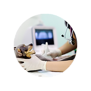 Small dog being restrained for ultrasound examination