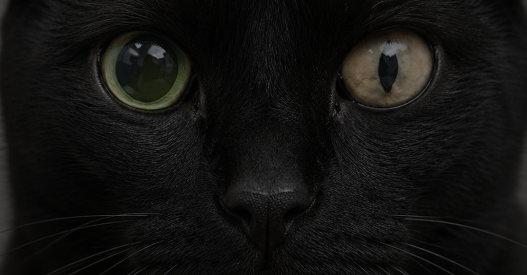 Close up of a black cat showing unequal pupil sizes (anisocoria), with one pupil noticeably more dilated than the other.