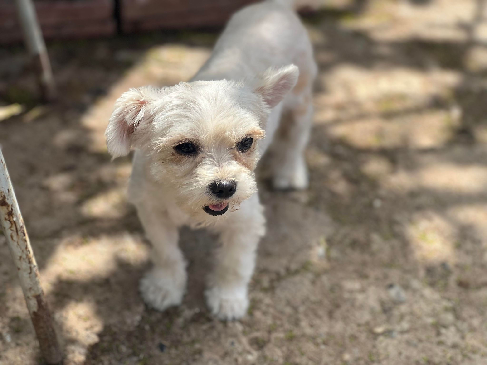 Benji, very small, July 23