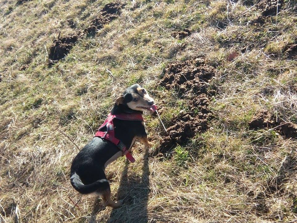 Thumbnail: Cleo, one year, dachshund type