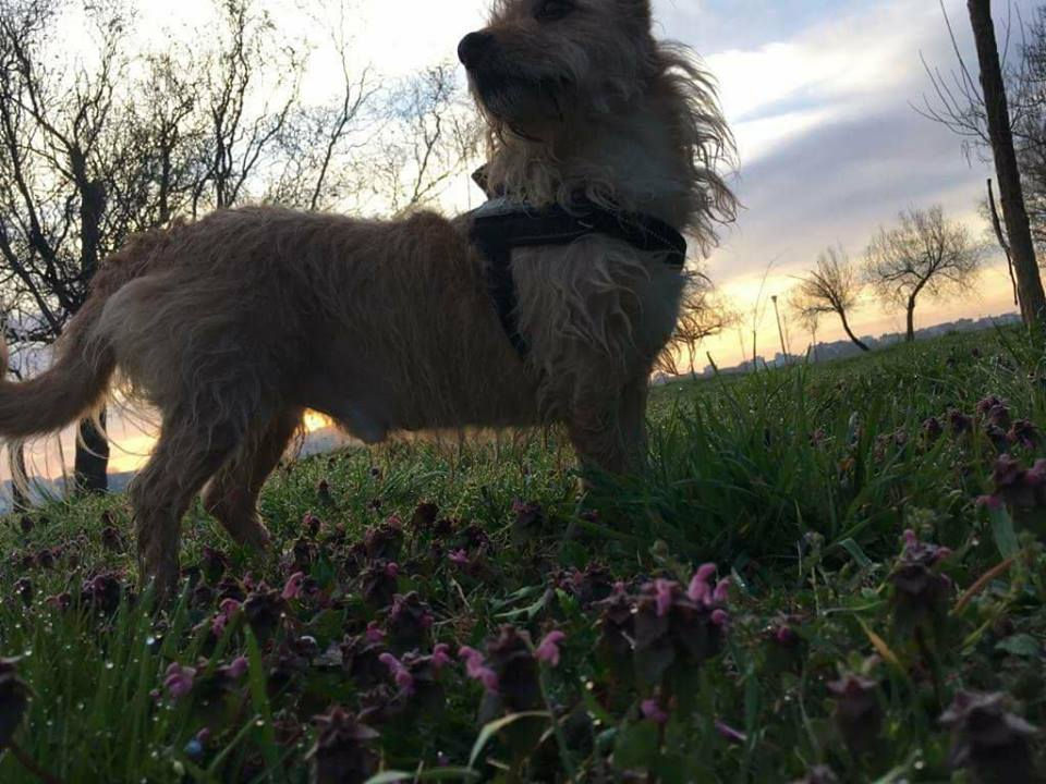 Thumbnail: Azor, 9 years, small lad.