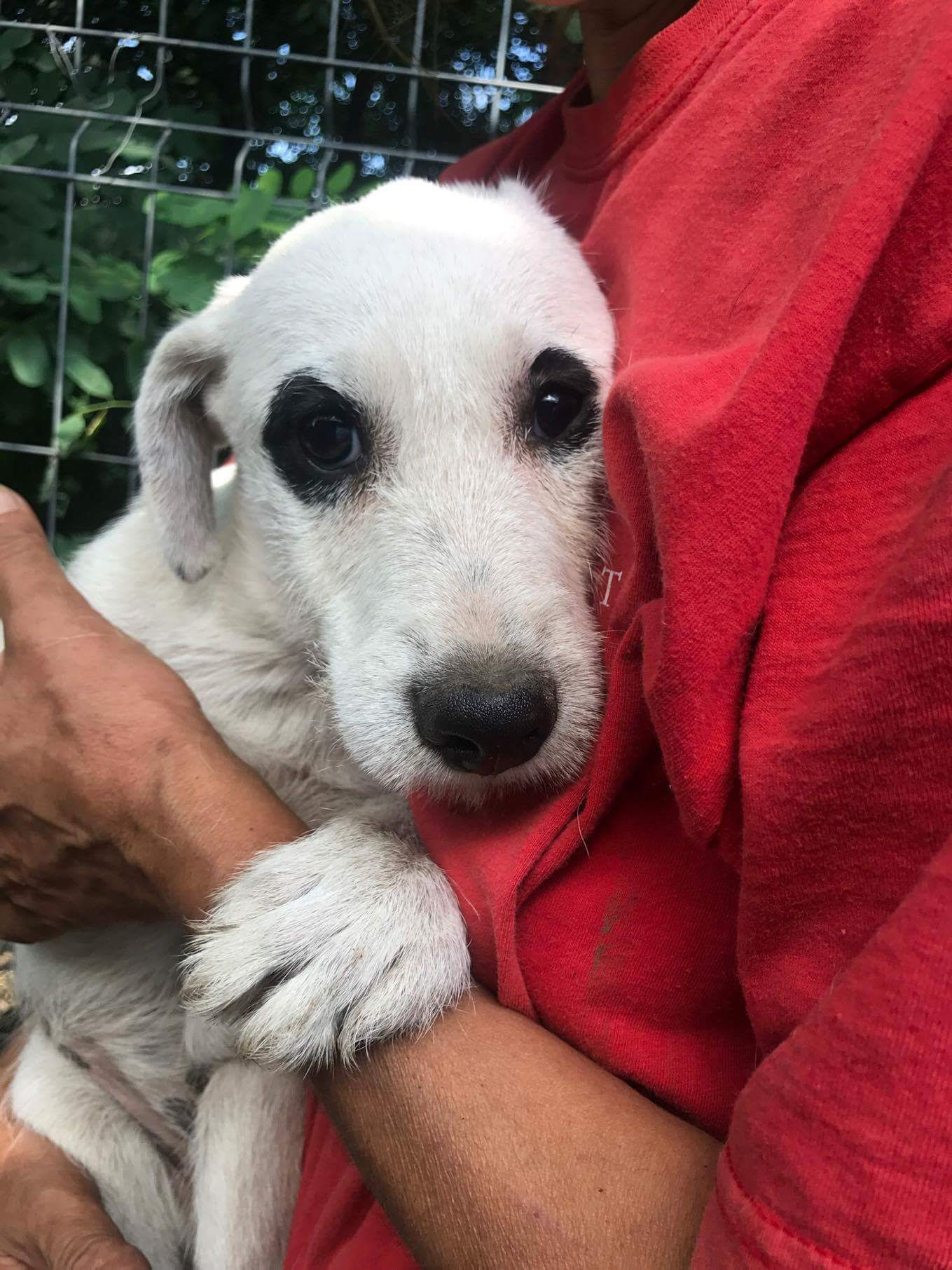 Cherry, born Feb, shy