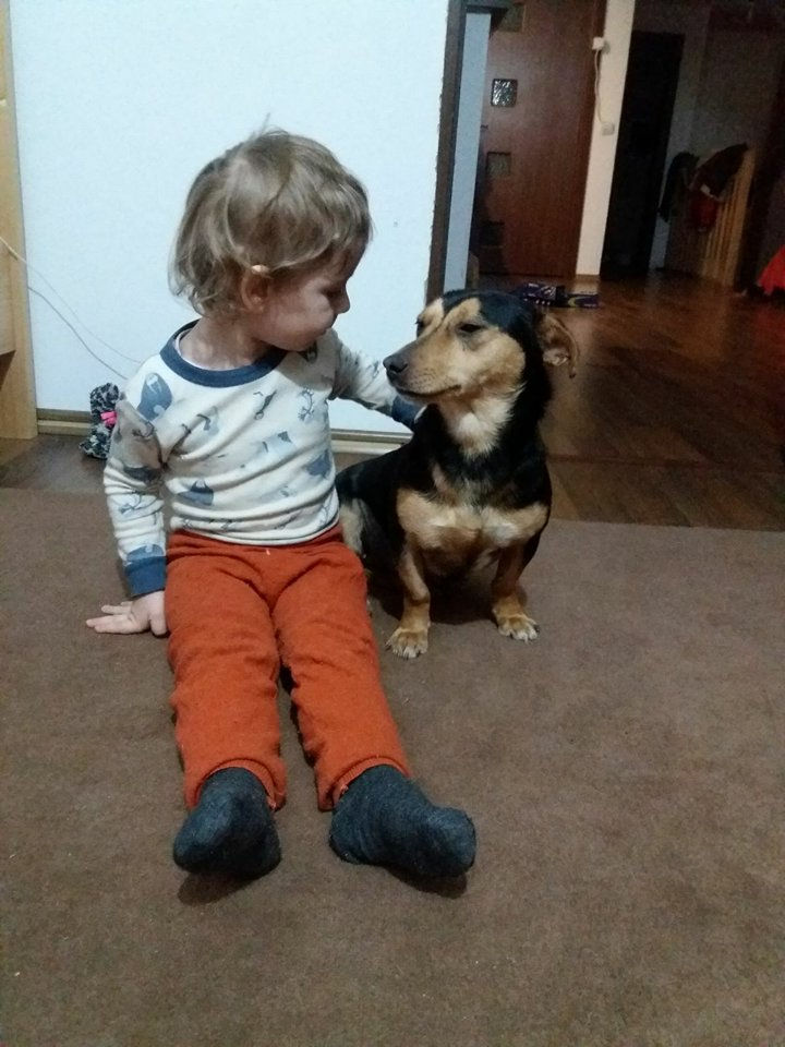 Thumbnail: Cleo, one year, dachshund type