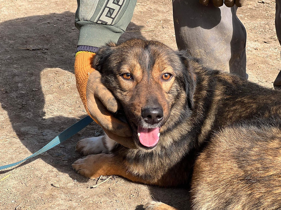 Thumbnail: Arlo, 2017