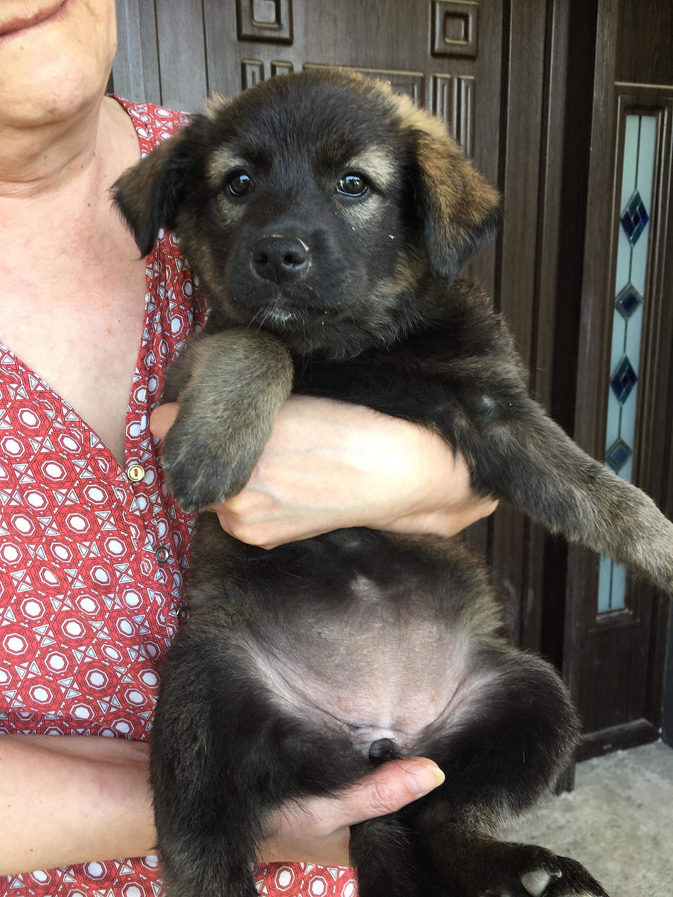 Thumbnail: Waffle, female, born March