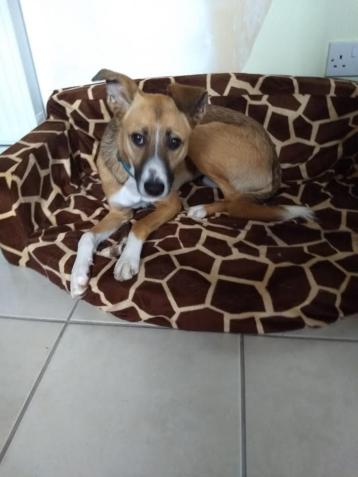 Thumbnail: Kipper, one year (just) Perth