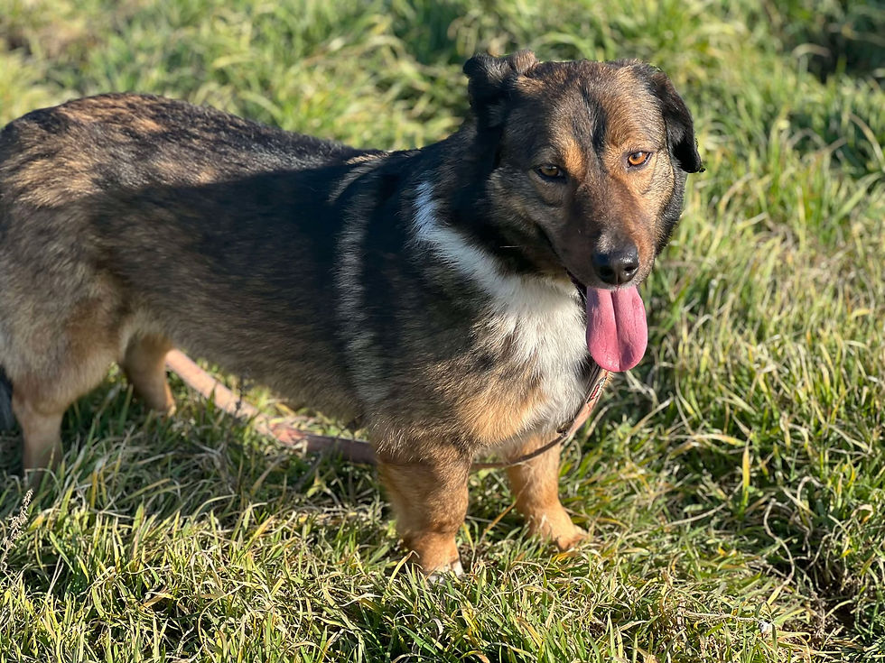 Thumbnail: Arlo, 2017