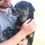 Thumbnail: Angus, 2-3, small.