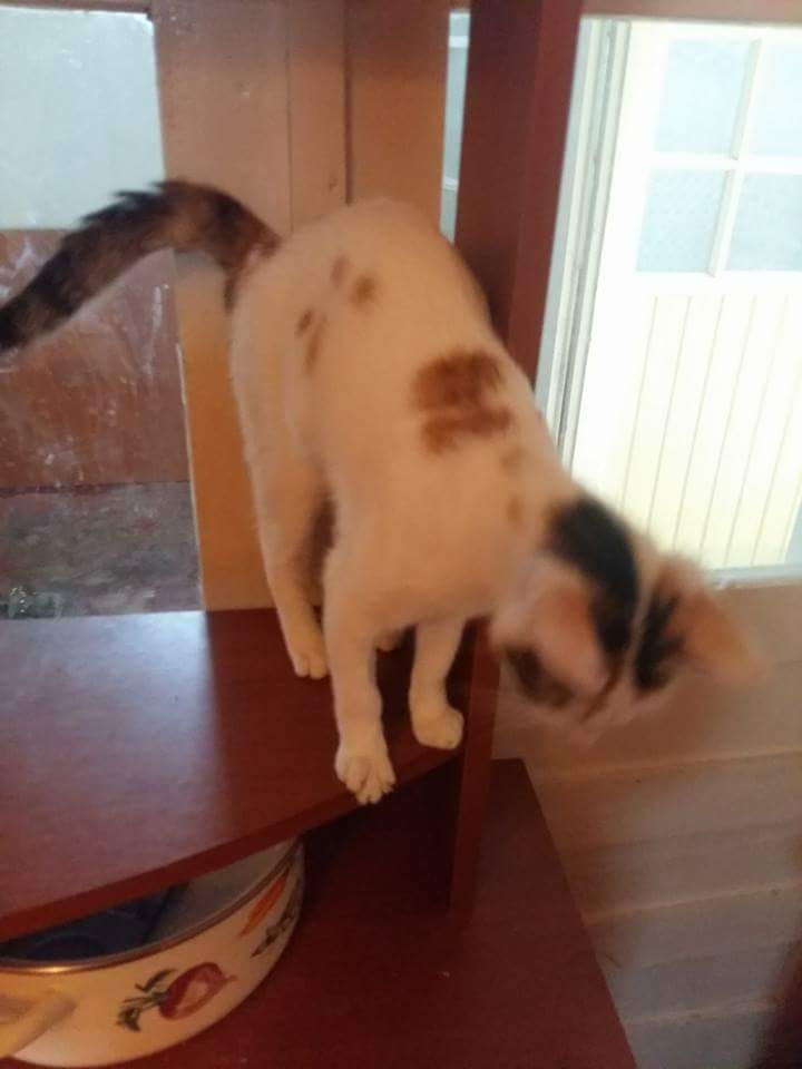 Thumbnail: Pinky. 9 months, female