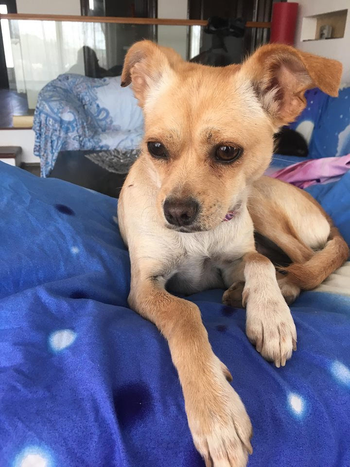 Thumbnail: Cleo, 3 , small and friendly