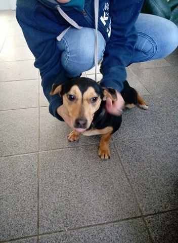 Thumbnail: Cleo, one year, dachshund type
