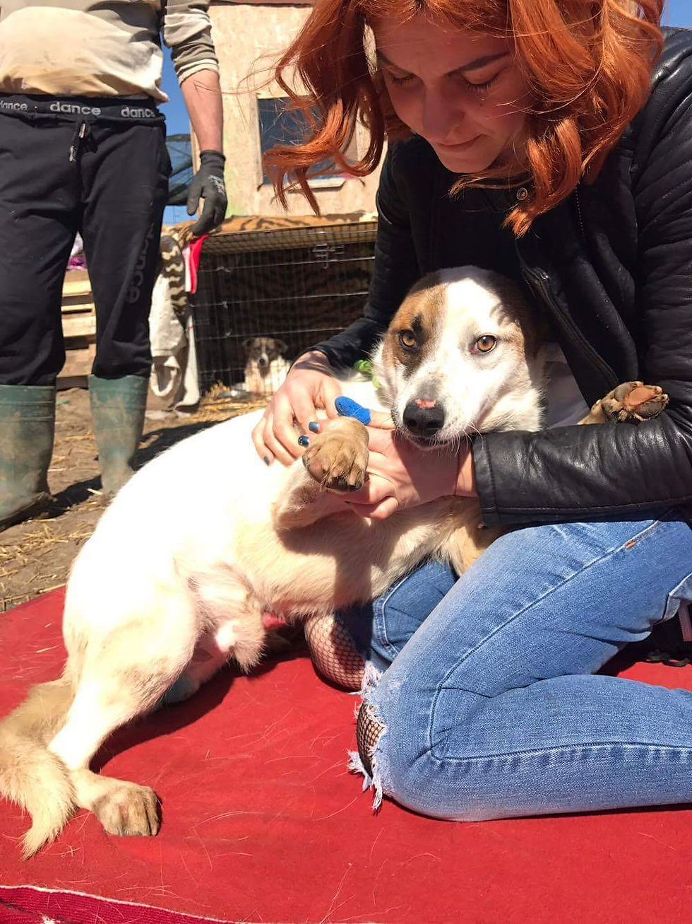 Thumbnail: Tinker - 2 years old, really super dog