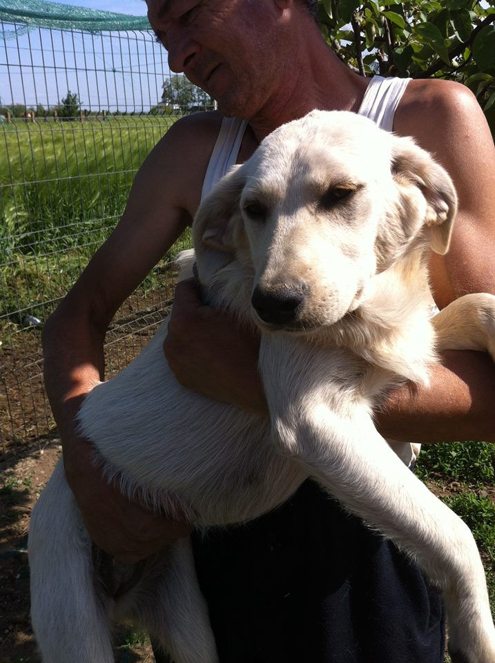 Thumbnail: Calla, female, lab cross, one year