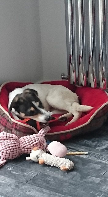 Thumbnail: Candy, born March, in Dundee