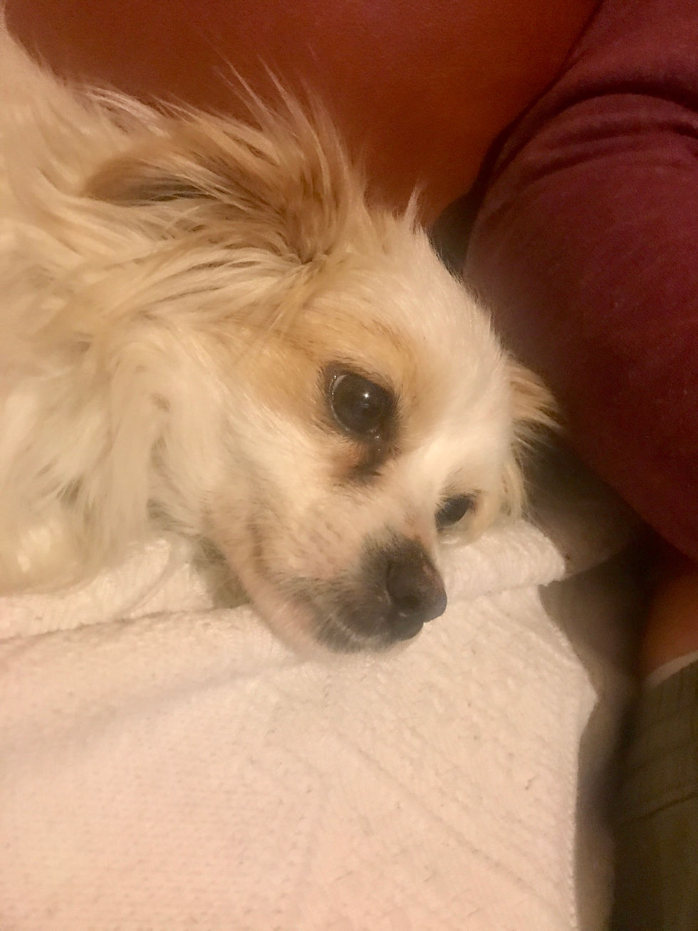 Thumbnail: Pandora - 1 year old, tiny