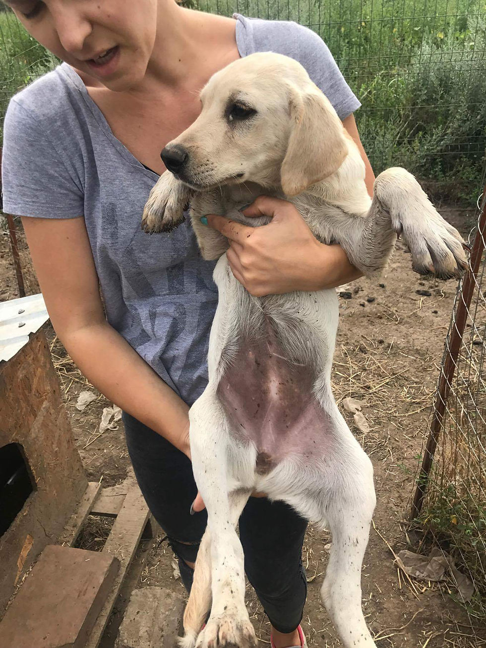 Aspen, first of the lab (type) sisters