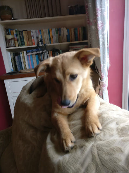 Thumbnail: Amber, born Sept, small, Wilts