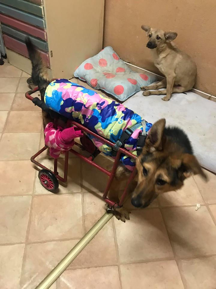 Thumbnail: Mara, born March, RTA and distemper survivor