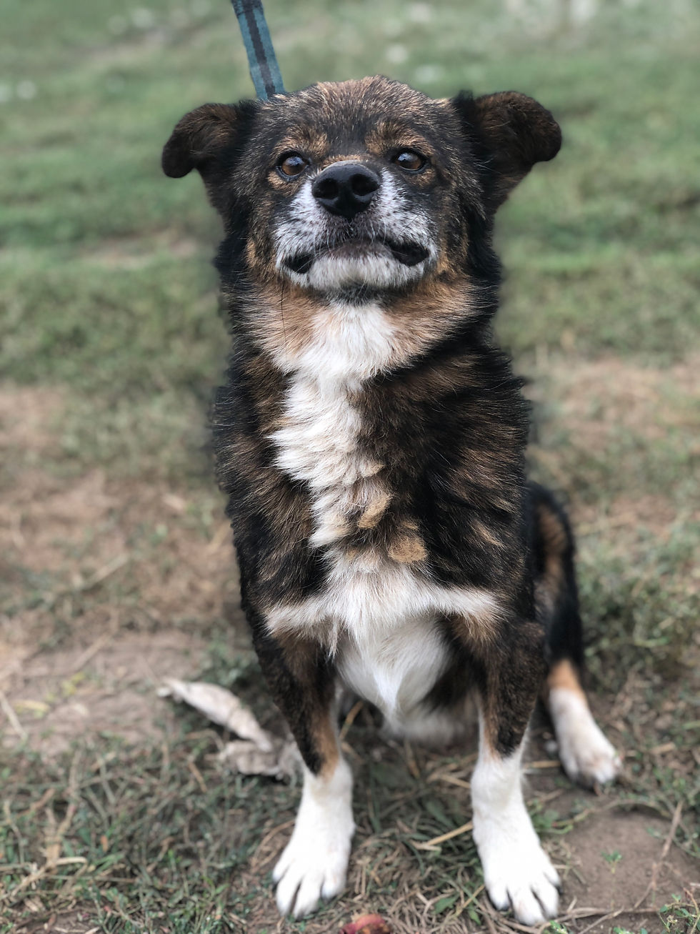 Thumbnail: Ralphy, 10 years, smallish