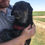 Thumbnail: Angus, 2-3, small.