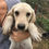 Thumbnail: Aspen, first of the lab (type) sisters
