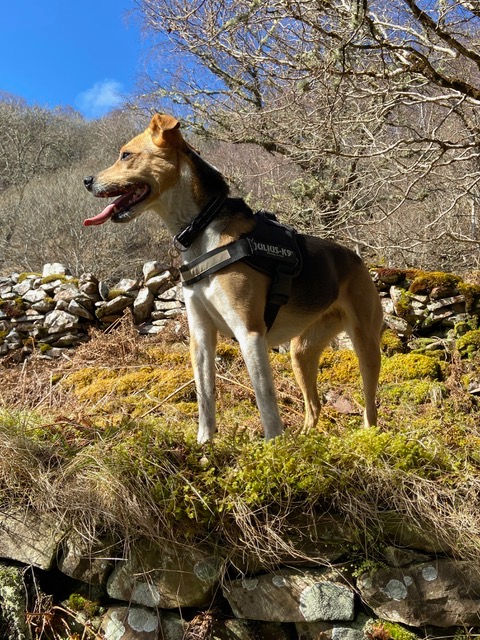 Thumbnail: Nahla, 2018 (Highlands)