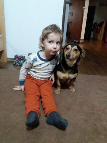 Thumbnail: Cleo, one year, dachshund type