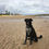 Thumbnail: Nicky - 11 months, in Fife