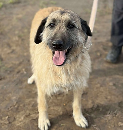 583183446_4276344195918160_4870481579409