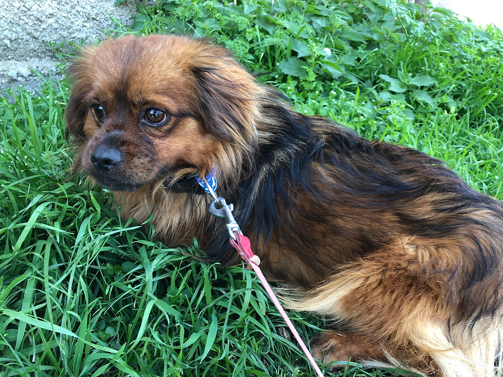 Thumbnail: Salvo, 1-2 years, small, friendly, Perth