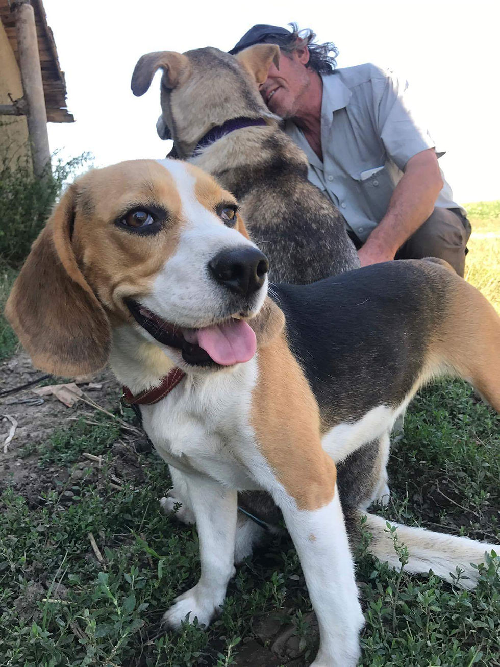 Thumbnail: Crazy, beagle, 1-2 years